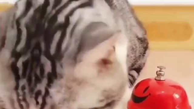 Cat funny moment happy every day