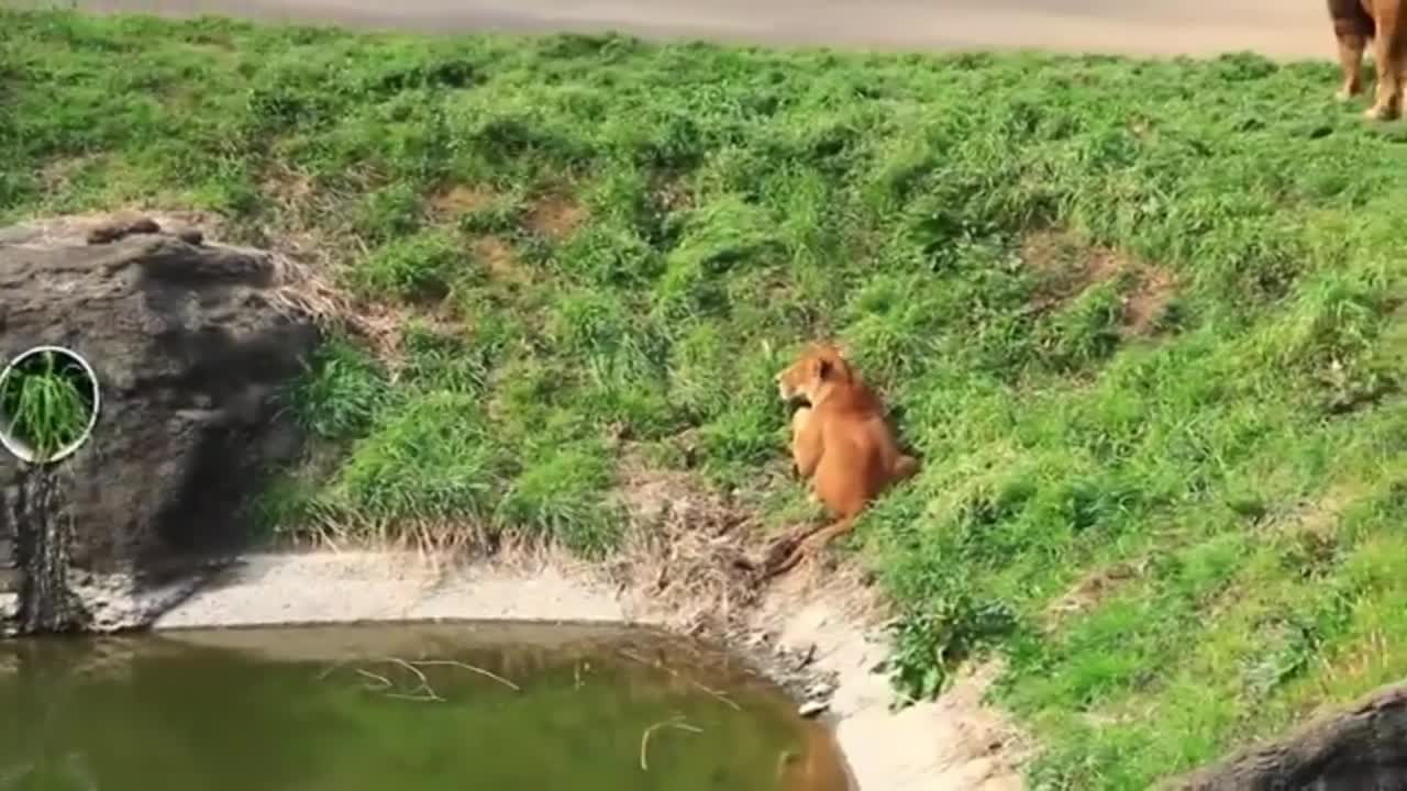 A Group of lions fighting each other.mp4