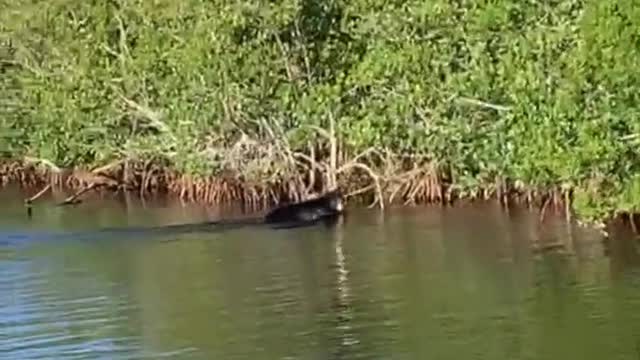 Black Bear Enjoying a Treetop Snack