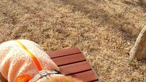 A dog sitting quietly in a chair