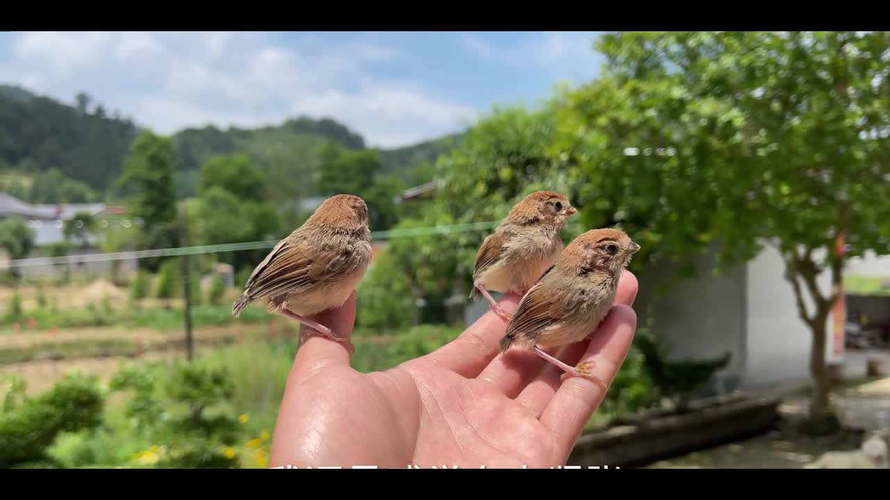 three little oriole