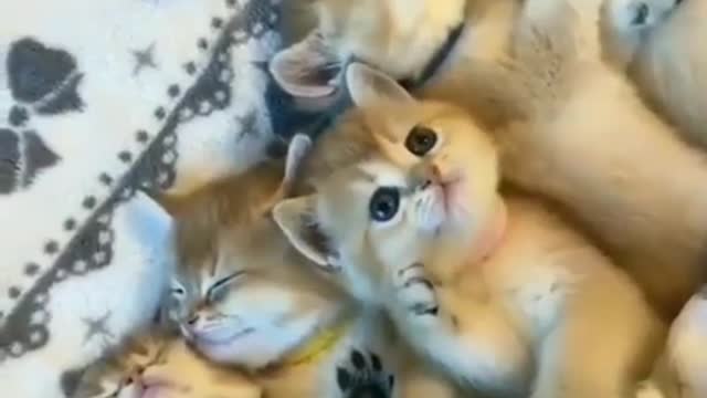 Cute Cat Sleeping Attitude | Kitten Love | Cat Lovers |