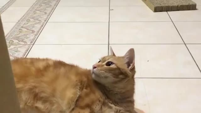 Funny cats