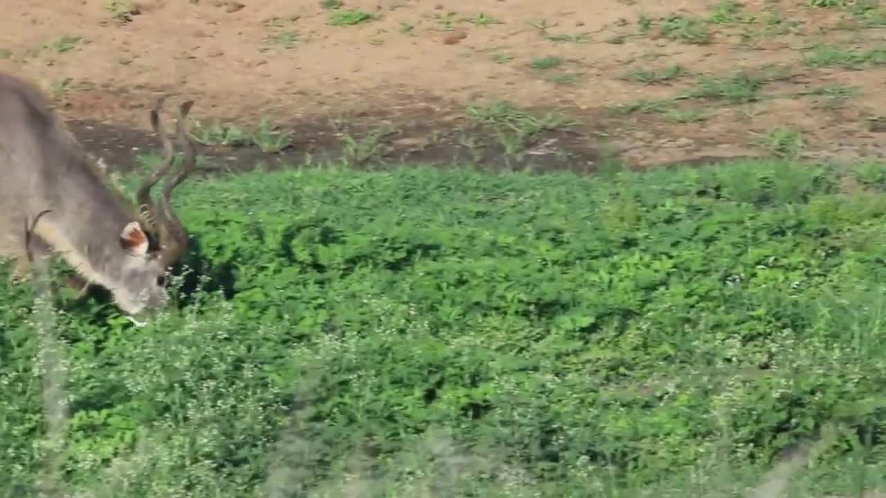 Kudu Bull Grazing, Very Calming to see