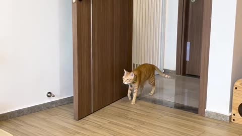 Cat obsessive compulsive disorder