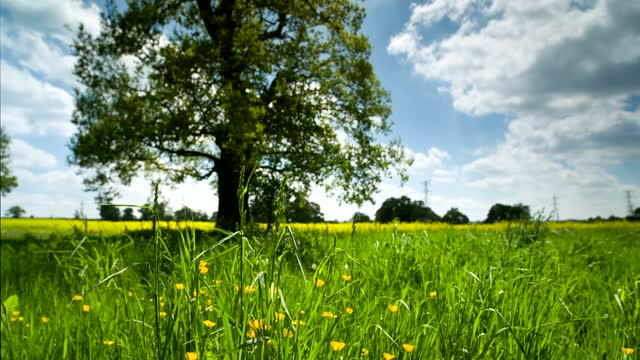 Country Side Meadow