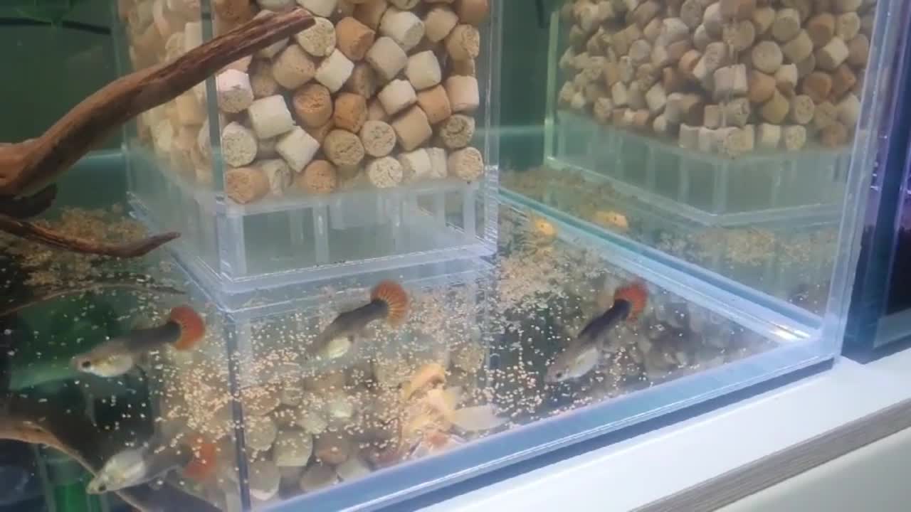 Fish that eat well together