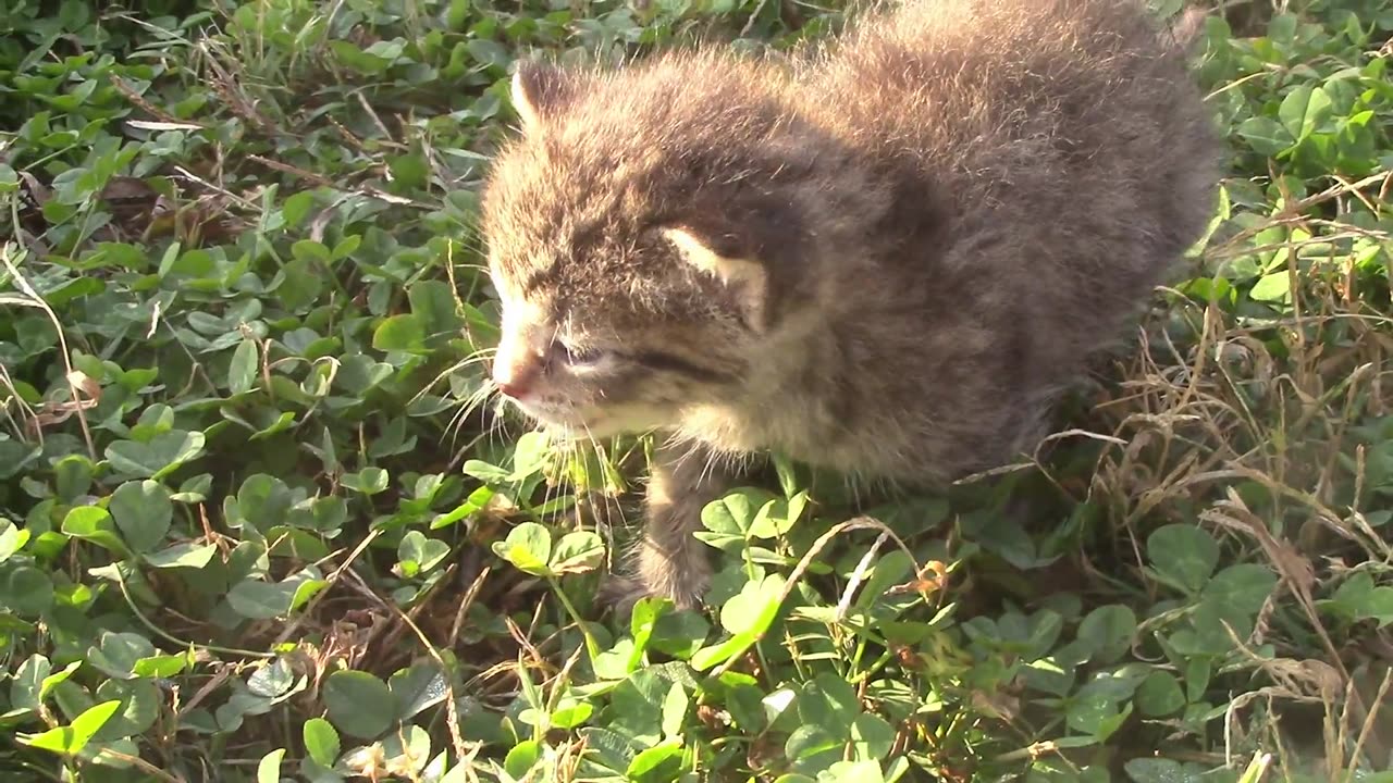 3 week old baby kitty Obadiah's First day outside