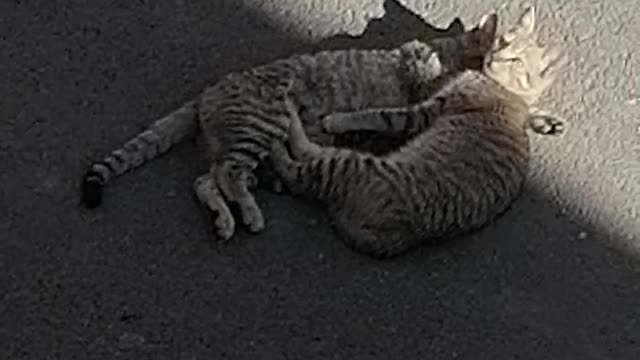 Funny video of my cat and her little girl embracing under the warm sun