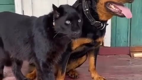 German Dog and cat playing together || german Shepherd dog and cat friendship.