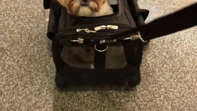 Small white brown dog being pulled in suit case bag on floor