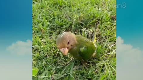 Parrot 🐦playing around children