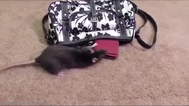 Pickpocket mouse - Moments of Animal Genius That Will Amaze You