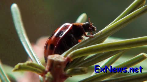 Ladybug takes a bath and flies away