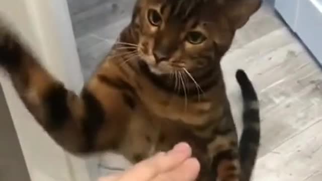 short video of funny angry cat haha