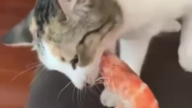 CAT AND SHRIMP