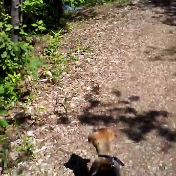 Puppy chasing butterfly