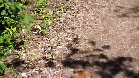 Puppy chasing butterfly