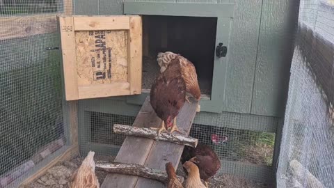 Chicken coop ramp