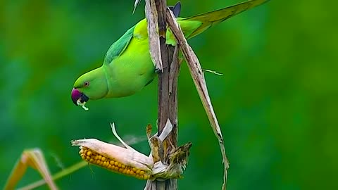 Wildlife and Funs