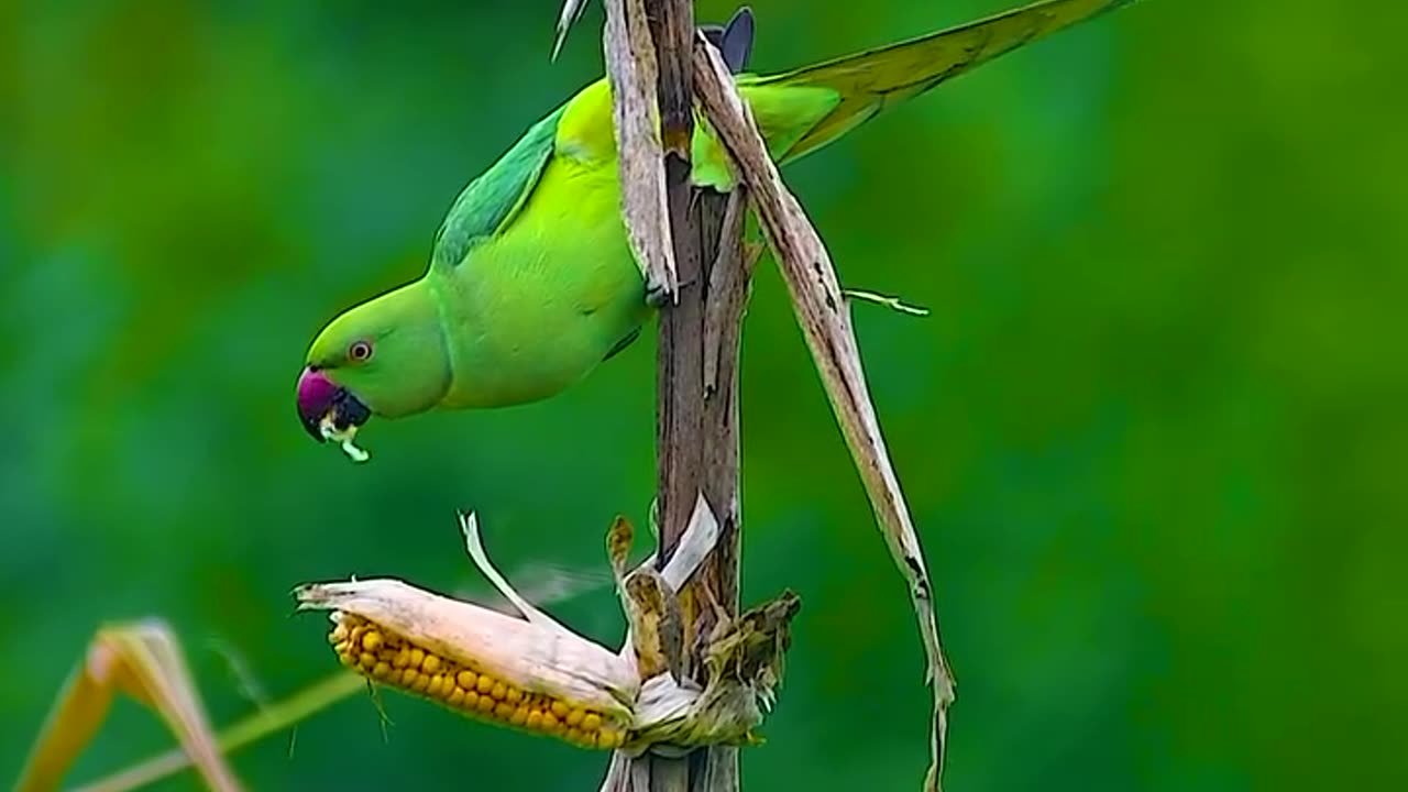 Wildlife and Funs