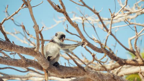 Monkey funny video1