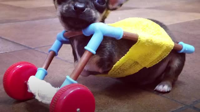 Tiniest Puppy Loves To Race Around On His Wheels | The Dodo Little But Fierce