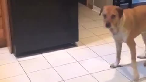Music brown dog catching treats in different rooms