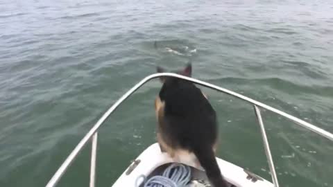 Funny dog and fish