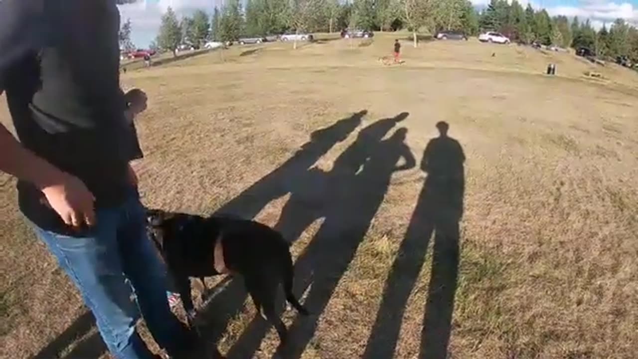 Cooper - Reactive Dog Learning To Rationalize And Socialize At A Dog Park.