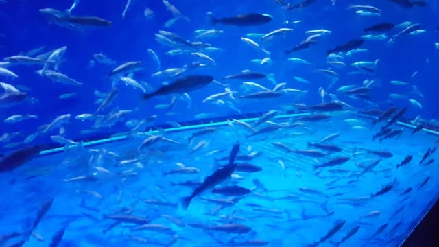 Fish swimming around in the aquarium