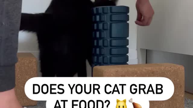 Does your cat grab at food?