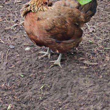OMC! Beautiful Brownie really loved 2 relax in and around the dirt bathhouse! #Brownie #love #shorts