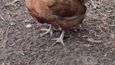 OMC! Beautiful Brownie really loved 2 relax in and around the dirt bathhouse! #Brownie #love #shorts