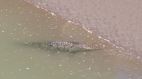 Crocodile Bridge! Tarcoles Costa Rica! #shorts