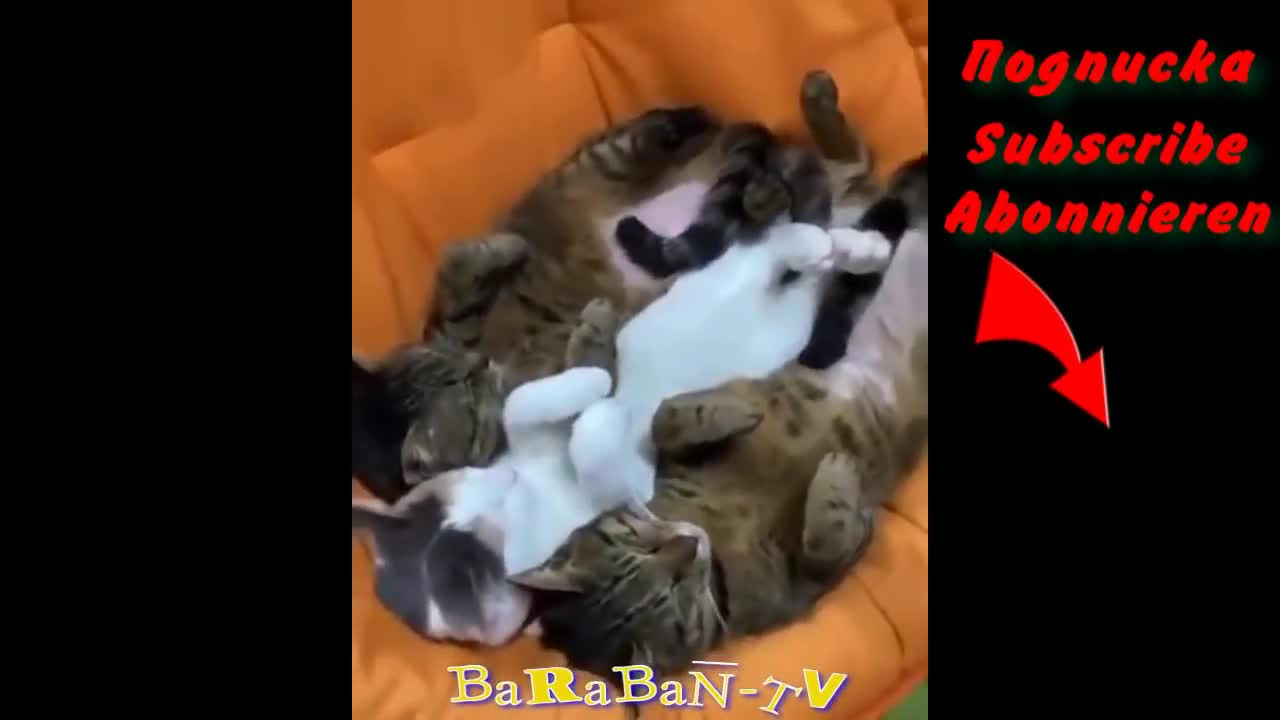 funny cats