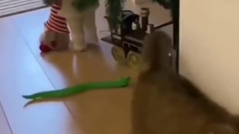 Funny 🐱cat with fake snake🐍