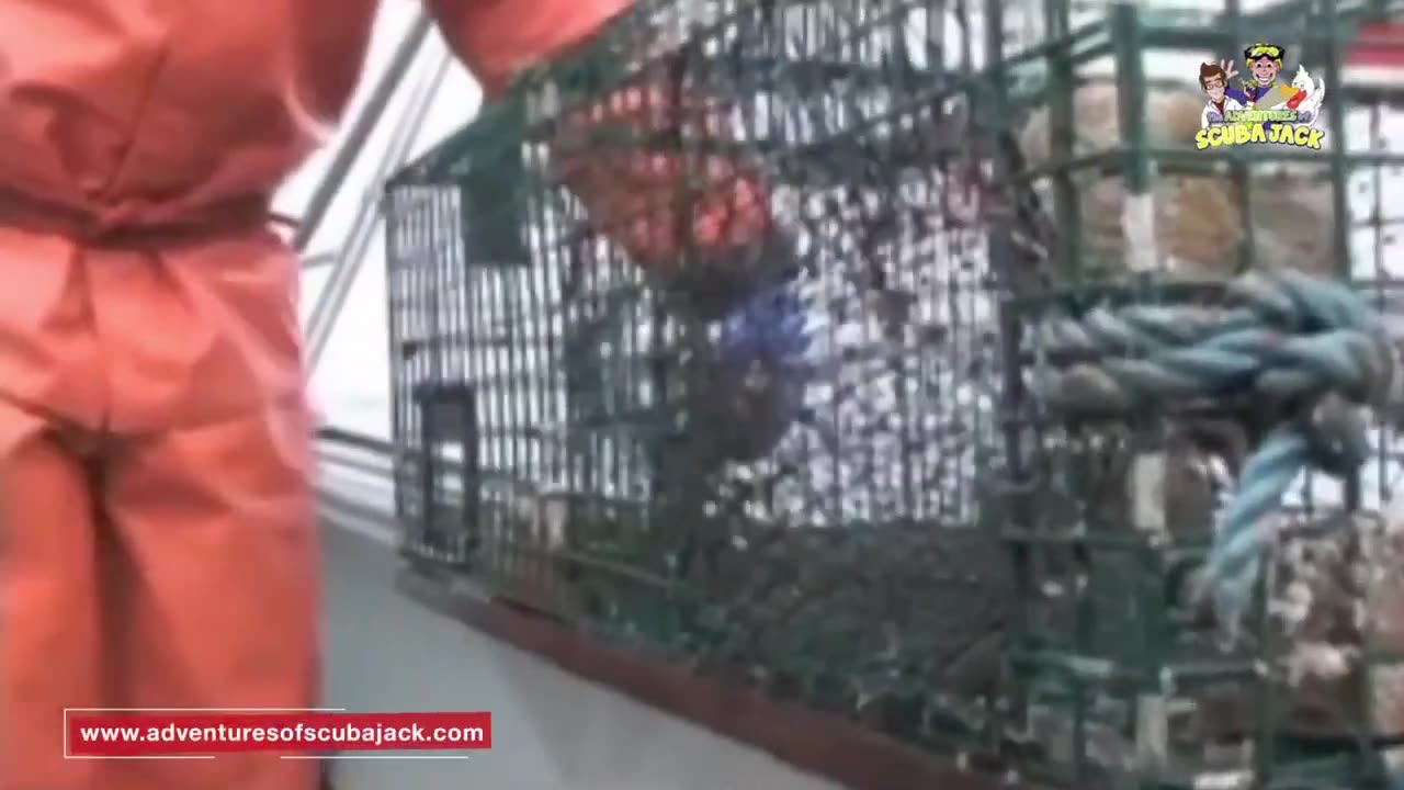How Do You Catch a Lobster- An Educational Video for Kids!