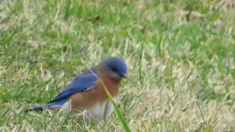 5 Most Common Bird Calls Of North America | NatureSpeaks