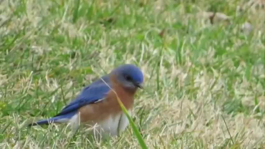5 Most Common Bird Calls Of North America | NatureSpeaks