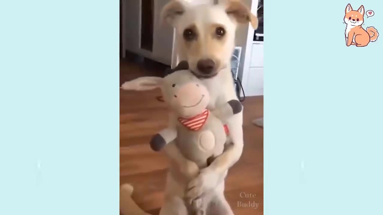 Cute Funny and Smart Dogs Compilation #11 | Cute Budd