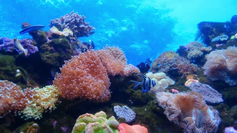 Underwater marine life of fish and coral