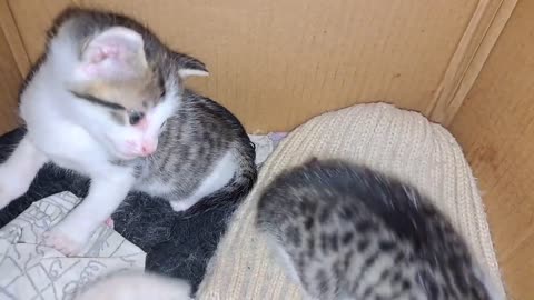 Cute little kittens playing with each other
