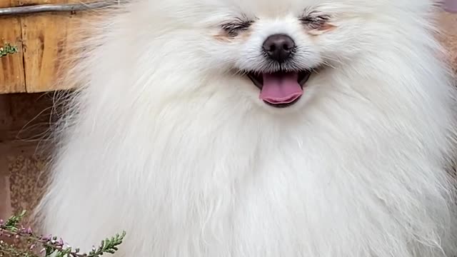 Funny Dog Playing With His Owner