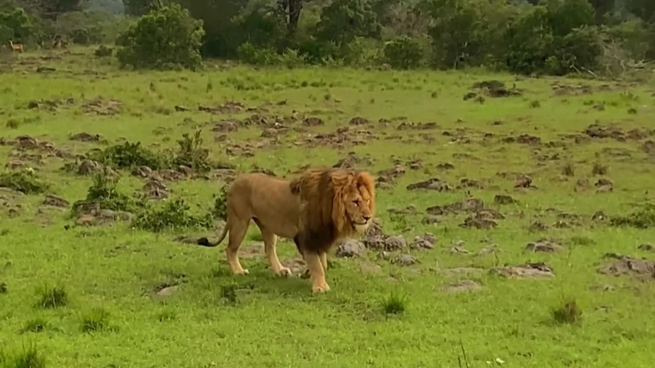 "American Lion: The King of the Wild 🦁 | YouTube Short Documentary"