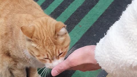 Korean lovely cat