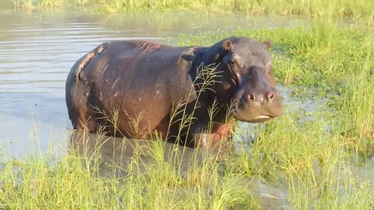 Try not to laugh funny