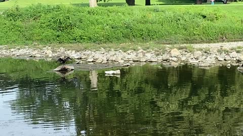 Cormorants cooling off