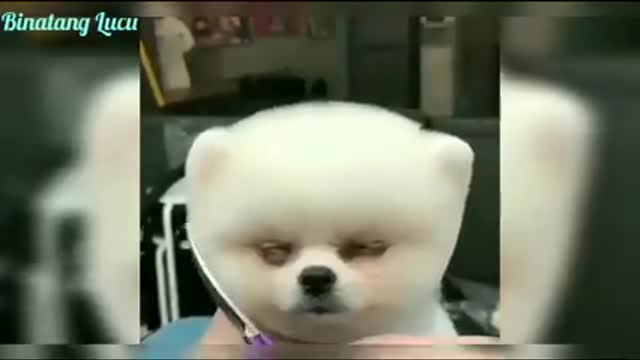 Funny