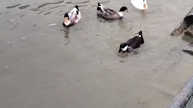 Cute Ducks 🦆 Swimming Video By Kingdom of Awais